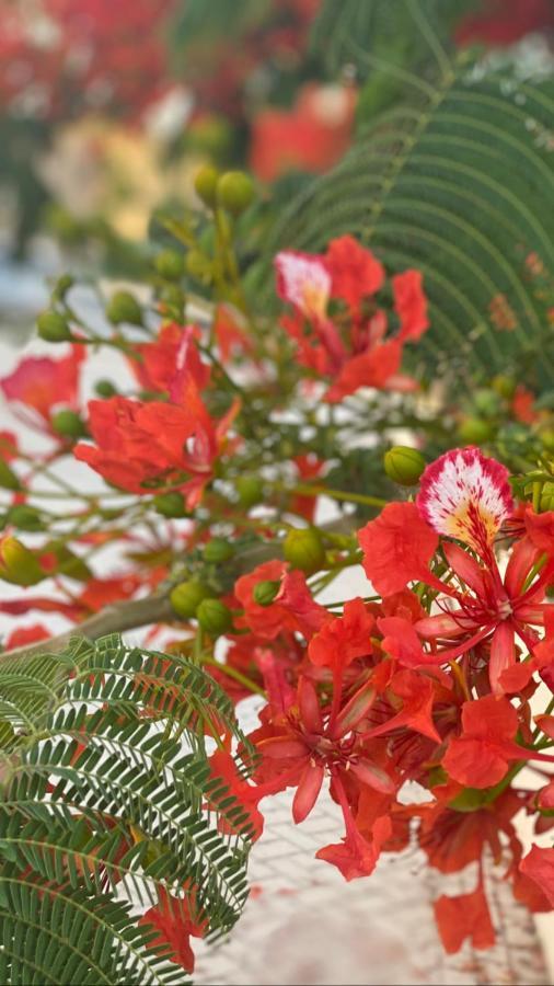 Paphos Beautiful Apartment Near The Sea And A Large Private Garden מראה חיצוני תמונה